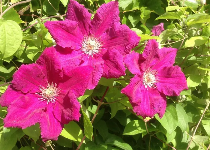 Bed & Breakfast Aux Anges Gardiens Carcassonne