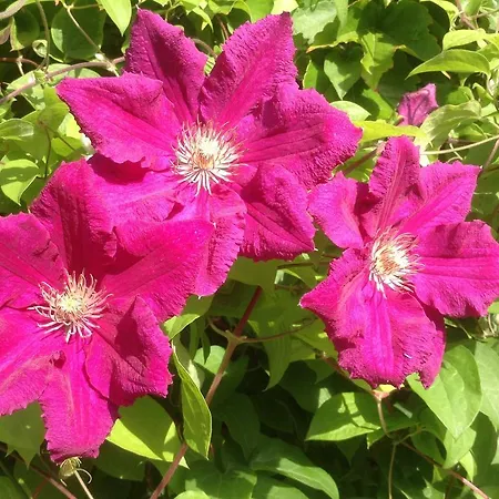 فندق مبيت وإفطار Aux Anges Gardiens قرقشونه